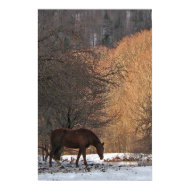Horse in Winter print