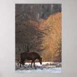 Horse in Winter posters
