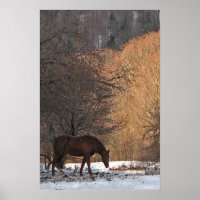 Horse in Winter Posters