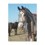 Horse in Yacanto, Córdoba Postcards