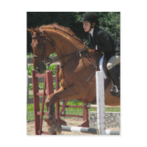 Horse Jumping Postcard