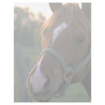Horse Letterhead Template
