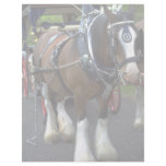 Horse Personalized Letterhead