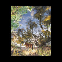 Horse Looking Back canvas wrap canvas prints