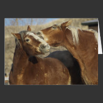 Horse Love cards