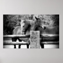 Horse Love! Two Horses Hugging Print