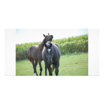 Horse Lover photo cards