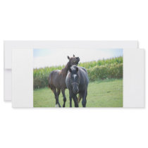 Horse Lover rack cards