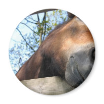 Horse magnets