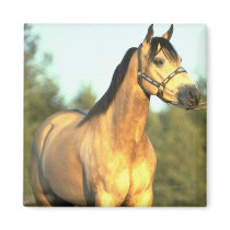 Horse magnets
