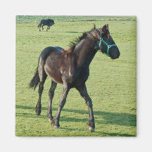 Horse  magnet