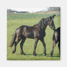 Horse  magnet
