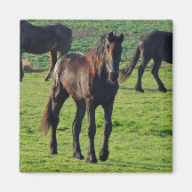 Horse  magnet