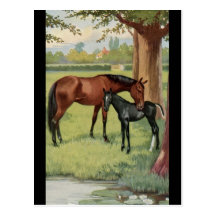 Horse Mare Foal Equestrian Vintage Image Postcards