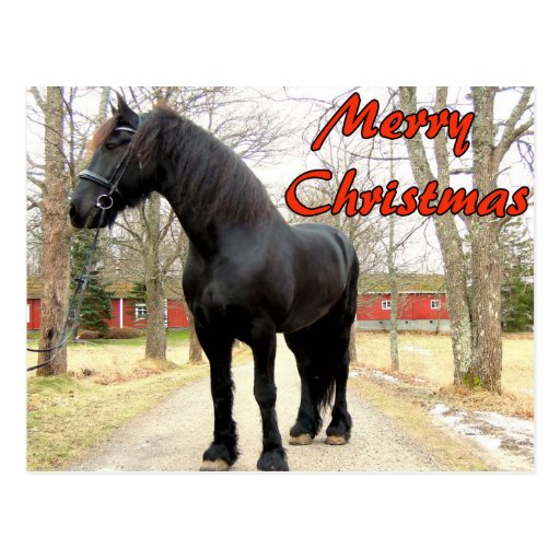 Horse Merry Christmas.jpg Postcard | Zazzle