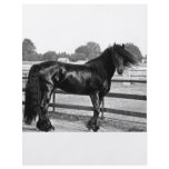 Horse modelling custom flyer