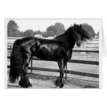 Horse modelling greeting cards