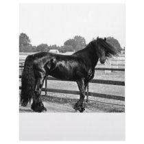 Horse modelling letterhead design