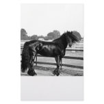 Horse modelling personalized stationery