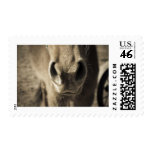 Horse Mouth Postage Stamp