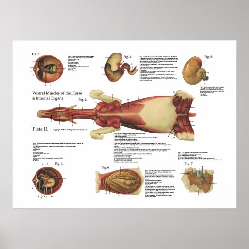 Horse Muscles Viscera Anatomy Poster Chart 