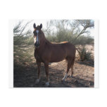 Horse near highway 89 post card