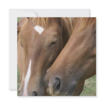 Horse Nuzzle Invitations