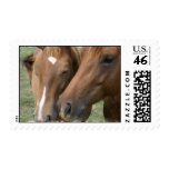 Horse Nuzzle Postage Stamp
