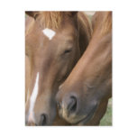 Horse Nuzzle Postcard