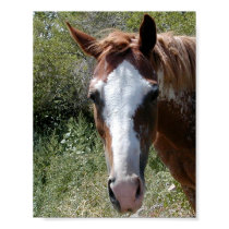 Horse of Course posters by TeaAira5 Horse of Course posters
