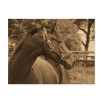 Horse of My Heart Post Cards
