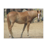 Horse on a hot day postcard