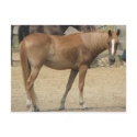 Horse on a hot day postcards