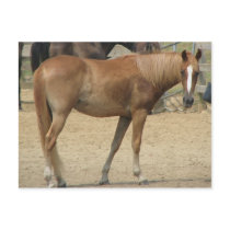 Horse on a hot day postcards by iiiyaaa Horse on a hot day postcards