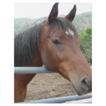 horse over fence full color flyer