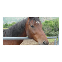 horse over fence picture card