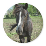 Horse Paint Fridge Magnet