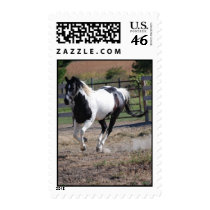 Horse/Paint Pinto Stamp