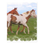 Horse Pair Postcard