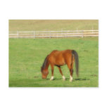 Horse part 1 post cards