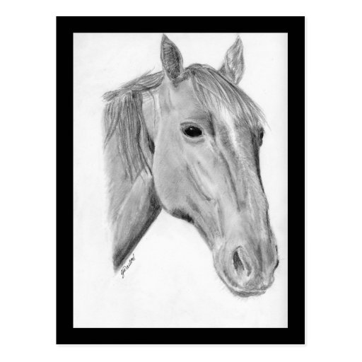 Horse pencil drawing postcard