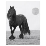 Horse perfect flyers