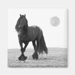 Horse perfect fridge magnets