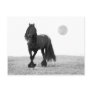 Horse perfect postcard