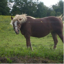 Horse Photo Sculpture photo sculptures by pammys Horse Photo Sculpture photo sculptures