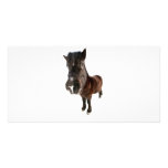horse photo cards