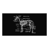 Cavalo cartões de fotografias by engravings Cavalo cartões de fotografias