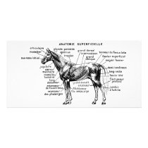 Cavalo cartões de fotografias by engravings Cavalo cartões de fotografias