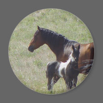 Horse Photos magnets