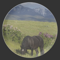 Horse Plate plates